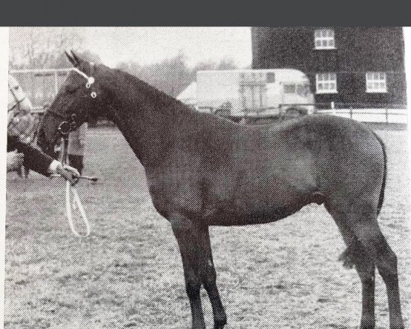 stallion Rudi xx (Thoroughbred, 1964, from Tenterhooks xx)