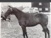 stallion Rudi xx (Thoroughbred, 1964, from Tenterhooks xx)