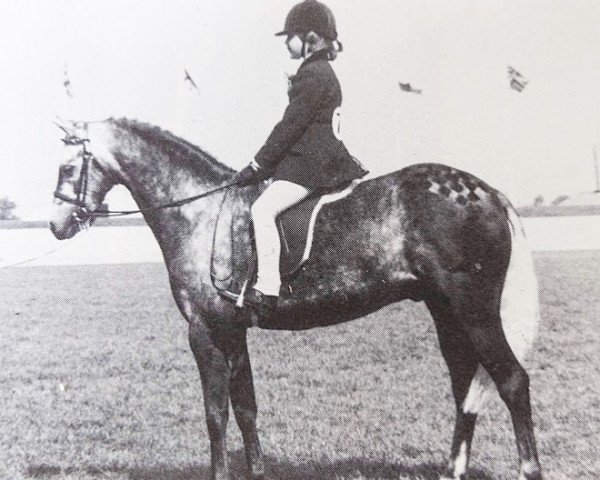 horse Rosevean Corduroy (British Riding Pony, 1974, from Bwlch Hill Wind)