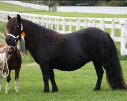 broodmare Malrey v.d. Wilgenkamp (Shetland Pony, 1997, from Surprise van Dorpzicht)