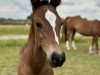 dressage horse El Camino del Sol AR (Westphalian, 2023, from Extreme U.S.)