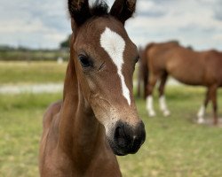 dressage horse El Camino del Sol AR (Westphalian, 2023, from Extreme U.S.)