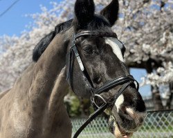 horse Oddyssey (KWPN (Royal Dutch Sporthorse), 1996, from Hamlet)