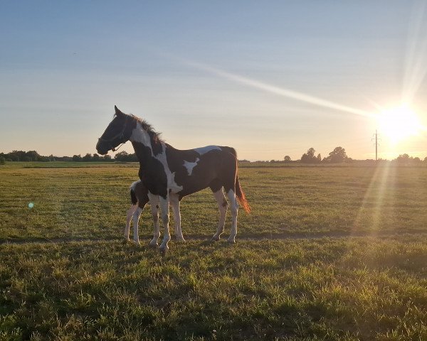 broodmare Samoa A (Pinto with riding horses pedigree, 2007, from Shakespeare A)