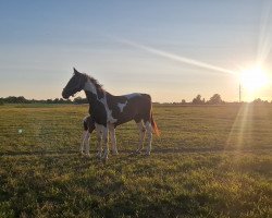 broodmare Samoa A (Pinto with riding horses pedigree, 2007, from Shakespeare A)