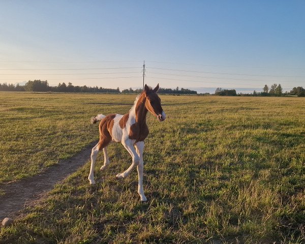 horse Anaisa (Estonian Sport, 2023)