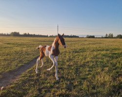 horse Anaisa (Estonian Sport, 2023)