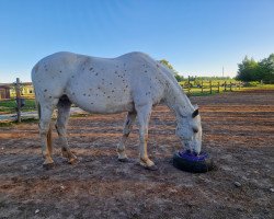 broodmare Salsita (Estonian Sport, 2010, from Sartors Serious Callers Only)