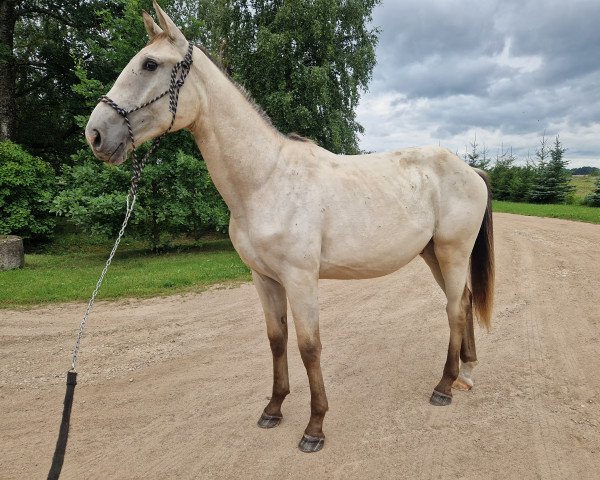 Pferd King of Moonshine (Estonian Sportpferd, 2021)