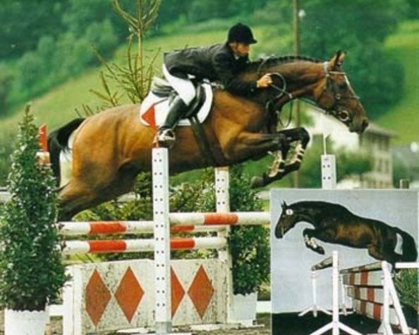 stallion Gagneur du Pichoux (Swiss Warmblood, 1990, from Galant)