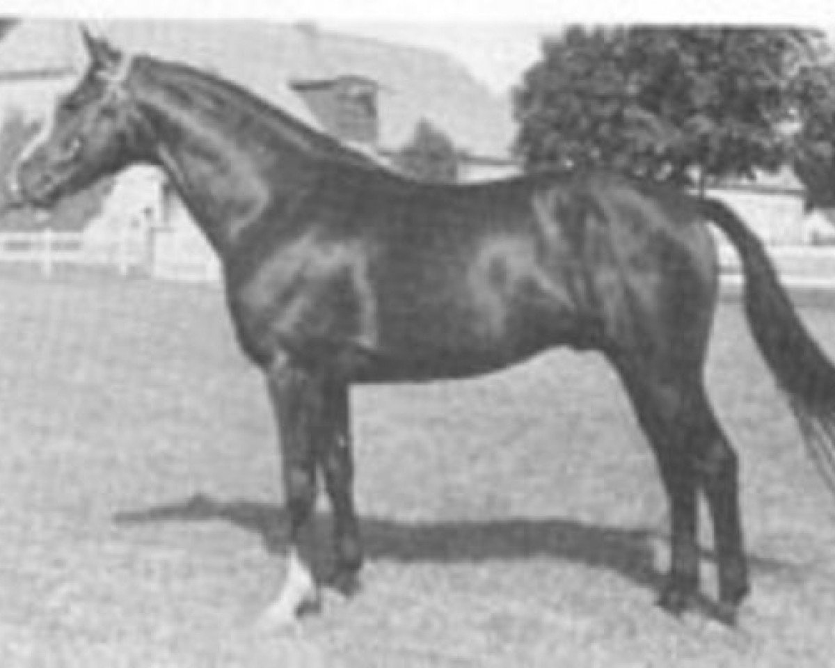 Deckhengst Galant (Schwedisches Warmblut, 1970, von Jovial)