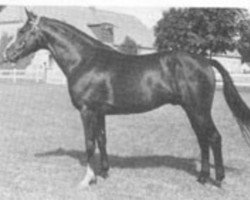 stallion Galant (Swedish Warmblood, 1970, from Jovial)