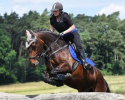 jumper Grangewilliam Darwin (Connemara Pony, 2013)