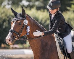 dressage horse Peu á peu 3 (Deutsches Sportpferd, 2014, from Royal Blend)