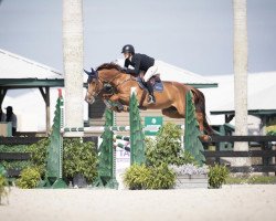 jumper Sawan Z (Zangersheide riding horse, 2014, from Stakkato)