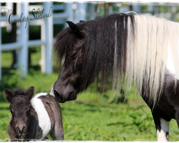 Zuchtstute Elvy Liebas (Shetland Pony, 2011, von Lex Liebas)