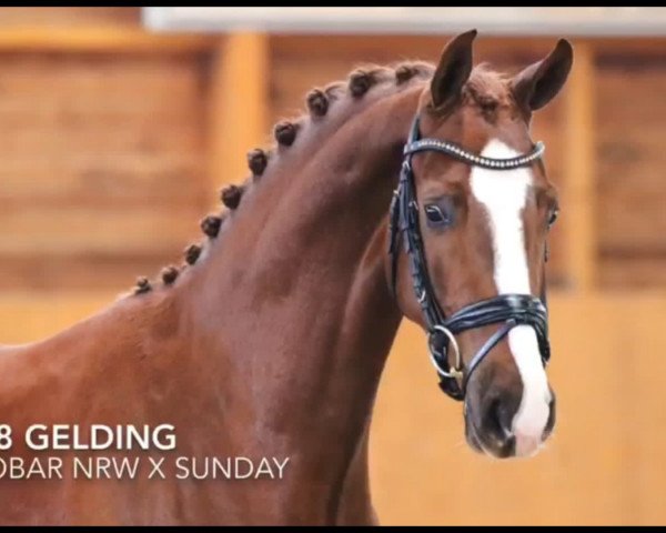 dressage horse TabeŽs Eljano (Westphalian, 2018, from Estobar NRW)