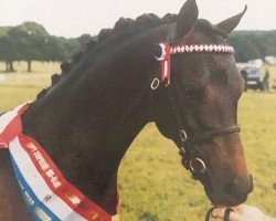 horse Ainthorpe Graceful Sonnet (British Riding Pony, 1998, from Willowbay Symphony)