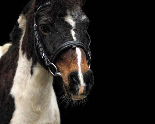 dressage horse Merlin 1498 (Shetland Pony, 2005)