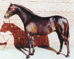 Zuchtstute Groundhills Amazing Grace (British Riding Pony, 1980, von Basford Elegant)