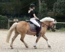 dressage horse Sandro 194 (Haflinger, 1995, from Strato)