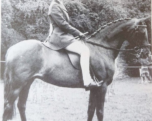 Pferd Rose of Spring (British Riding Pony,  , von Binghams Bivouac)