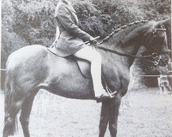 horse Rose of Spring (British Riding Pony,  , from Binghams Bivouac)