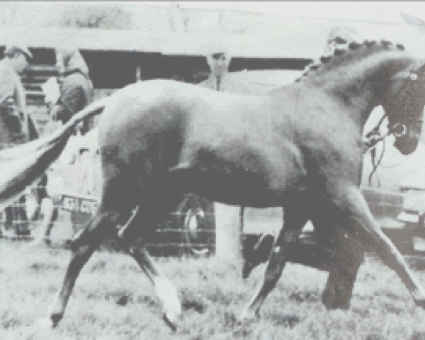 stallion Binghams Bivouac (British Riding Pony, 1970, from Bwlch Hill Wind)