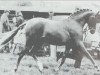 stallion Binghams Bivouac (British Riding Pony, 1970, from Bwlch Hill Wind)