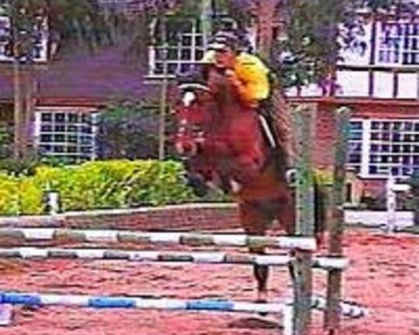 Pferd Refran Z (Zangersheide Reitpferd, 1994, von Rex Z)