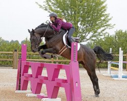 stallion Balthazar de Fougnard (Selle Français, 2011, from Diamant de Semilly)