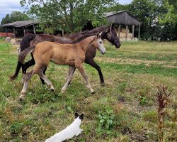 horse Hengst von Colman / Cassini I (Holsteiner, 2023, from Colman)