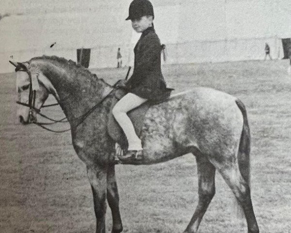 stallion Pendock Peregrine (Welsh-Pony (Section B), 1973, from Kirby Cane Plunder)