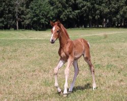 jumper Lexion A (Mecklenburg, 2022, from Lirano)