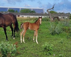 horse Hengst von Esmeraldo / Nekton (Holsteiner, 2023, from Esmeraldo FM)