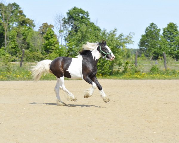 Pferd Leonidas (Tinker / Irish Cob / Gypsy Vanner, 2022, von Myrddin)