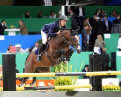 stallion Tresor (Belgian Warmblood, 1996, from Papillon Rouge)