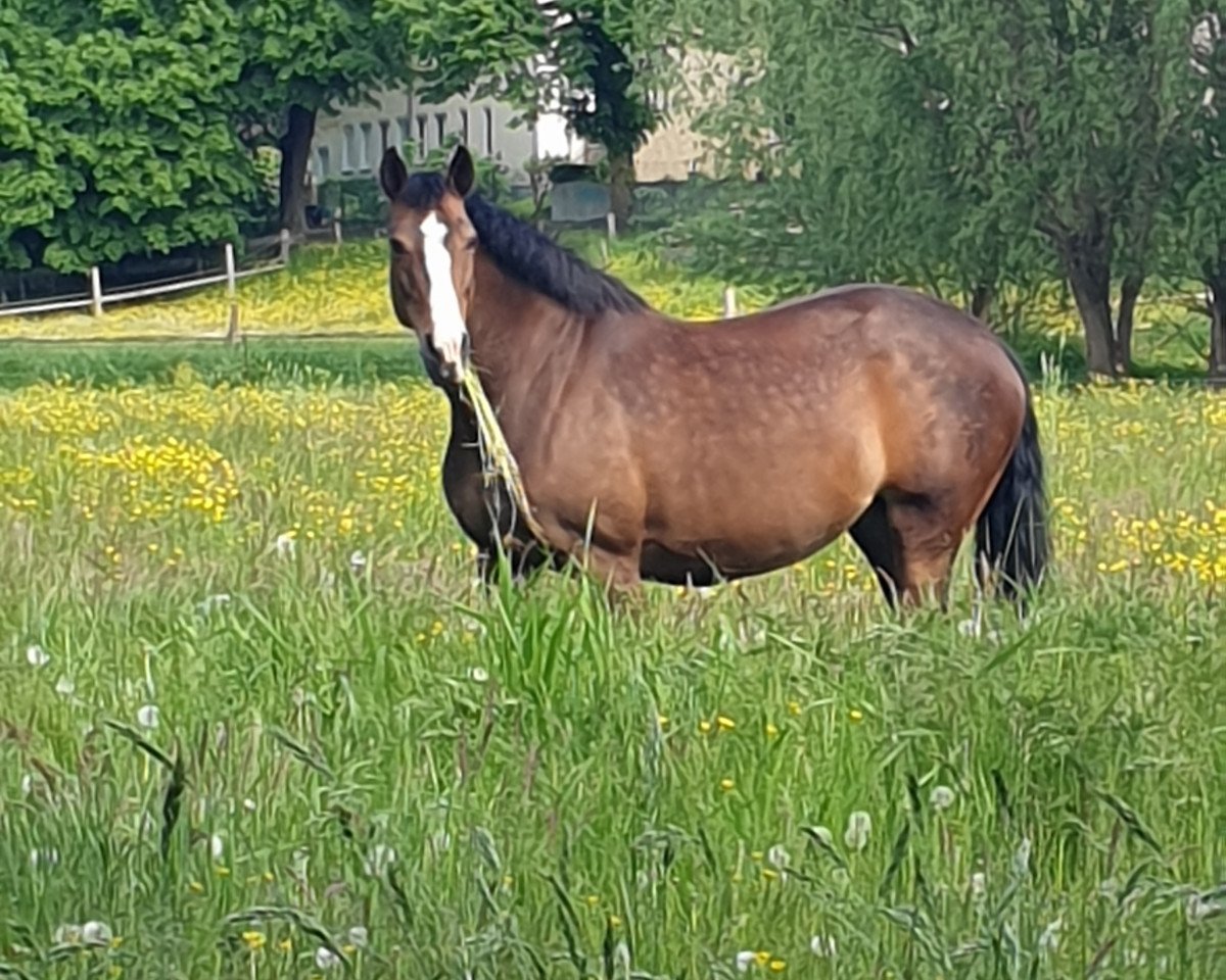 broodmare Zensi Zingst (Holsteiner, 2007, from Nekton)