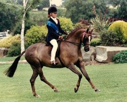 broodmare Ardenhall Royal Secret (Welsh Partbred, 1987, from Fairley Rembrandt)