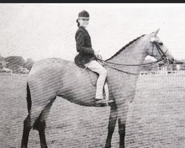 Zuchtstute Prosperity of Catherston (British Riding Pony, 1959, von Bubbly)