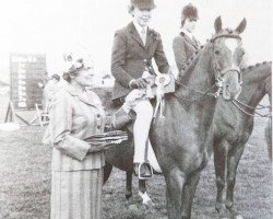 horse Creden Accolade (British Riding Pony, 1971, from Creden Scarlet Ribbons)