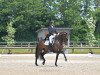 dressage horse Stone Island (Hanoverian, 2014, from Sir Donnerhall I)