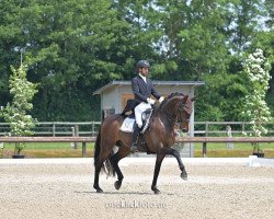 dressage horse Stone Island (Hanoverian, 2014, from Sir Donnerhall I)