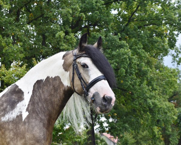 broodmare Verona ex Vera 201510031 (Tinker / Irish Cob / Gypsy Vanner, 2015, from Taffy 0606106)