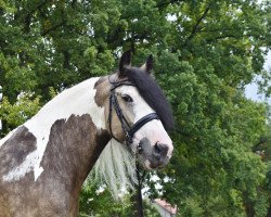 Zuchtstute Verona ex Vera 201510031 (Tinker / Irish Cob / Gypsy Vanner, 2015, von Taffy 0606106)