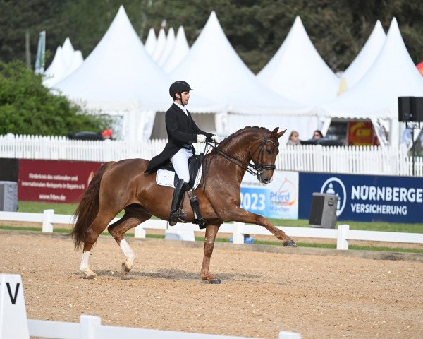 dressage horse Daro 8 (Hanoverian, 2015, from Dancier)