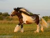 stallion Taffy 0606106 (Tinker / Irish Cob / Gypsy Vanner, 2002)