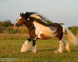 Deckhengst Taffy 0606106 (Tinker / Irish Cob / Gypsy Vanner, 2002)