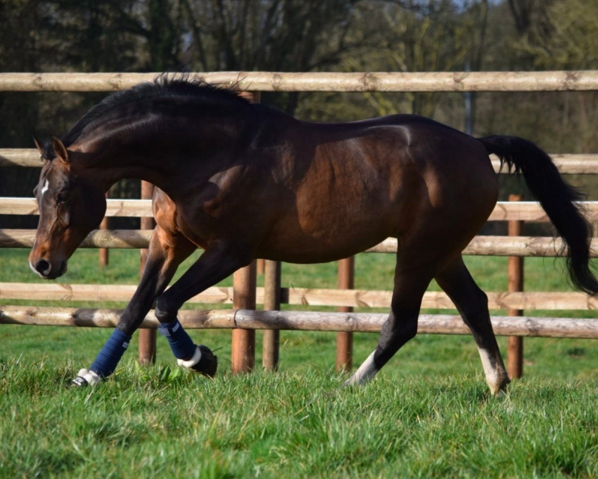 stallion Cornet's Prinz (Westphalian, 2005, from Cornet Obolensky)