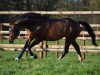 stallion Cornet's Prinz (Westphalian, 2005, from Cornet Obolensky)